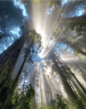 美国版权保护法（中英文双版本）